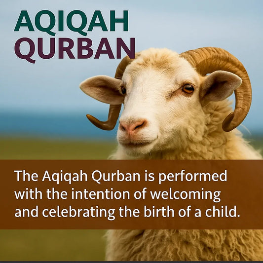 Aqiqah Qurban (Sheep/Goat)